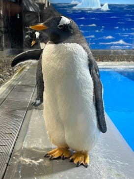 越前松島水族館に投稿された画像（2024/8/12）