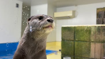 越前松島水族館に投稿された画像（2024/8/12）