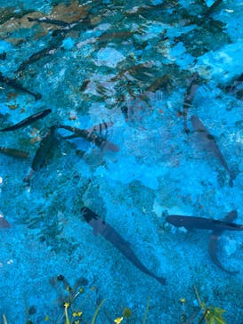 軽井沢おもちゃ王国に投稿された画像（2024/8/12）