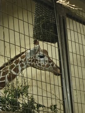恩賜上野動物園に投稿された画像（2024/8/12）