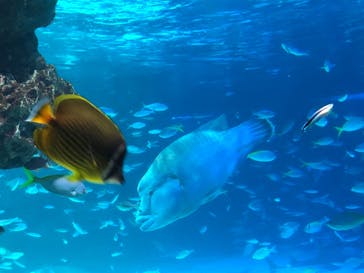 サンシャイン水族館に投稿された画像（2024/8/12）