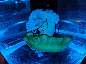 マクセル アクアパーク品川に投稿された画像（2024/8/12）