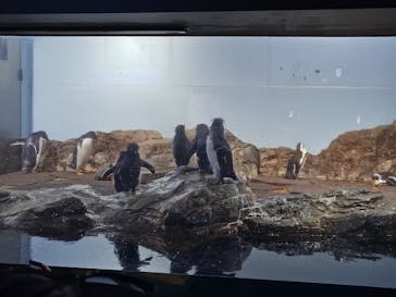 マクセル アクアパーク品川に投稿された画像（2024/8/12）