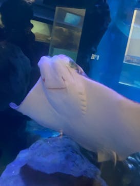 マクセル アクアパーク品川に投稿された画像（2024/8/12）