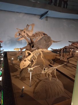 福井県立恐竜博物館に投稿された画像（2024/8/12）