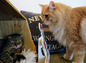 猫カフェモカ　池袋東口店に投稿された画像（2024/8/12）