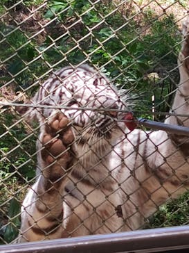 秋吉台自然動物公園 サファリランドに投稿された画像（2024/8/12）
