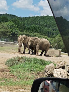 秋吉台自然動物公園 サファリランドに投稿された画像（2024/8/12）