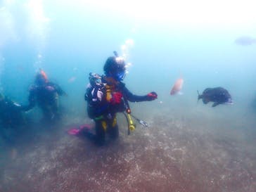 ダイビングショップPeaceful（ピースフル）に投稿された画像（2024/8/12）