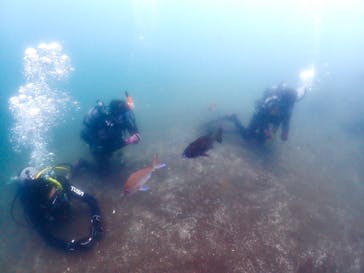 ダイビングショップPeaceful（ピースフル）に投稿された画像（2024/8/12）