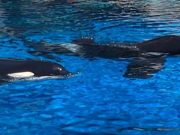 名古屋港水族館に投稿された画像（2024/8/12）