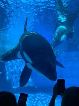 名古屋港水族館に投稿された画像（2024/8/12）