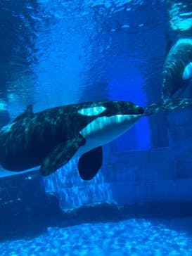 名古屋港水族館に投稿された画像（2024/8/12）