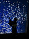 大分マリーンパレス水族館 「うみたまご」に投稿された画像（2024/8/13）