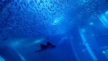 横浜・八景島シーパラダイスに投稿された画像（2024/8/12）