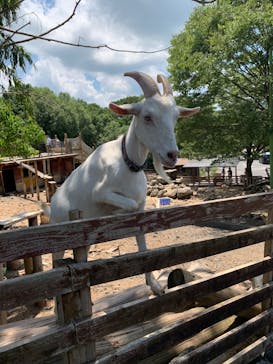 秋吉台自然動物公園 サファリランドに投稿された画像（2024/8/13）