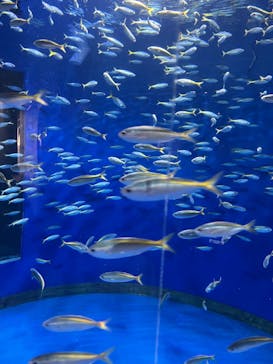 アクアワールド茨城県大洗水族館に投稿された画像（2024/8/13）