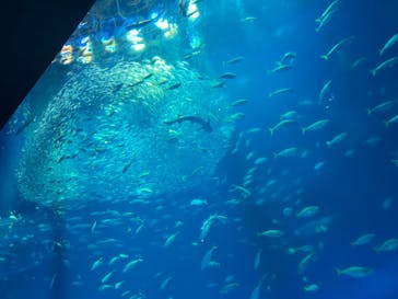 アクアワールド茨城県大洗水族館に投稿された画像（2024/8/13）