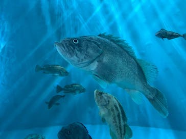 アクアワールド茨城県大洗水族館に投稿された画像（2024/8/13）