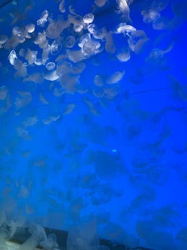 アクアワールド茨城県大洗水族館に投稿された画像（2024/8/13）