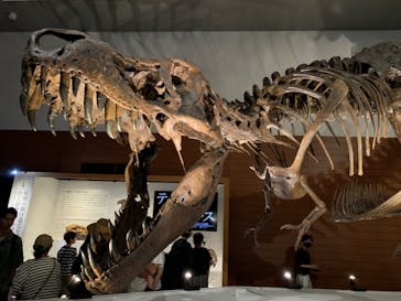 DinoScience 恐竜科学博 ～ララミディア大陸の恐竜物語～ 2024@OSAKAに投稿された画像（2024/8/13）
