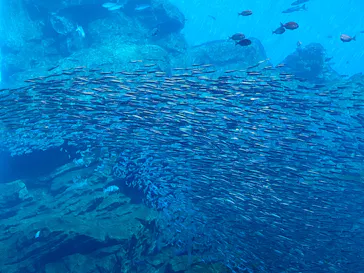仙台うみの杜水族館に投稿された画像（2024/8/13）