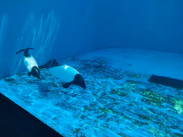 仙台うみの杜水族館に投稿された画像（2024/8/13）