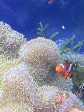 名古屋港水族館に投稿された画像（2024/8/13）