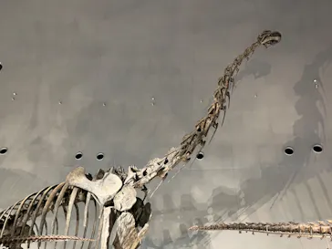 福井県立恐竜博物館に投稿された画像（2024/8/13）