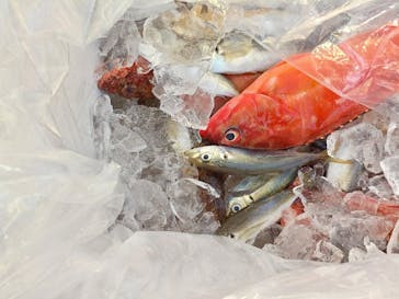 熱海  伊豆山港 第10喜久丸に投稿された画像（2024/8/13）