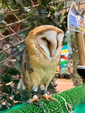 いきもの探検隊上尾に投稿された画像（2024/8/12）