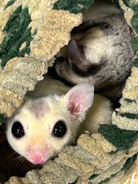 いきもの探検隊上尾に投稿された画像（2024/8/12）