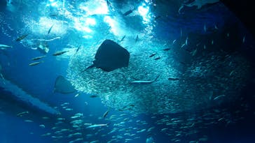 アクアワールド茨城県大洗水族館に投稿された画像（2024/8/13）