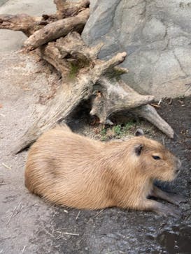 世界淡水魚園水族館　アクア・トトぎふに投稿された画像（2024/8/13）