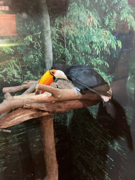 世界淡水魚園水族館　アクア・トトぎふに投稿された画像（2024/8/13）