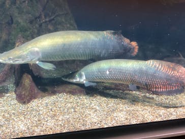 世界淡水魚園水族館　アクア・トトぎふに投稿された画像（2024/8/13）