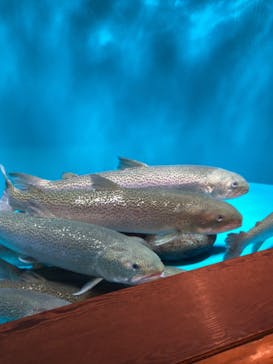 世界淡水魚園水族館　アクア・トトぎふに投稿された画像（2024/8/13）