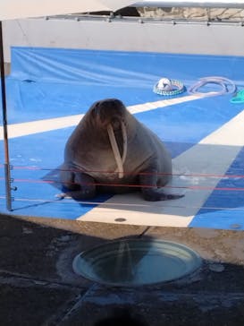 大分マリーンパレス水族館 「うみたまご」に投稿された画像（2024/8/13）