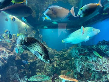 越前松島水族館に投稿された画像（2024/8/13）