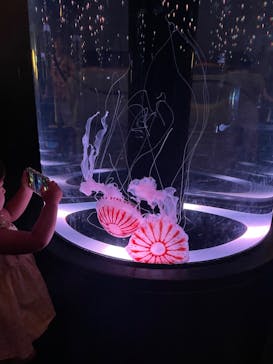 マクセル アクアパーク品川に投稿された画像（2024/8/13）