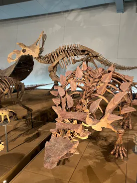福井県立恐竜博物館に投稿された画像（2024/8/13）