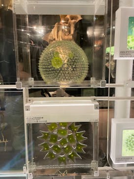 国立科学博物館に投稿された画像（2024/8/13）