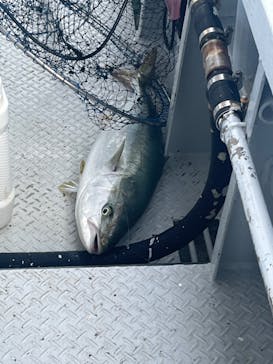 釣り船まるかつに投稿された画像（2024/8/13）