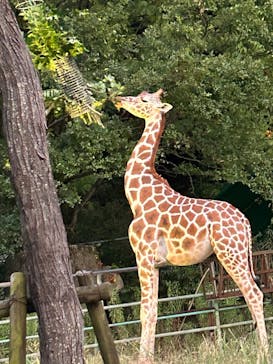 名古屋市東山動植物園に投稿された画像（2024/8/13）