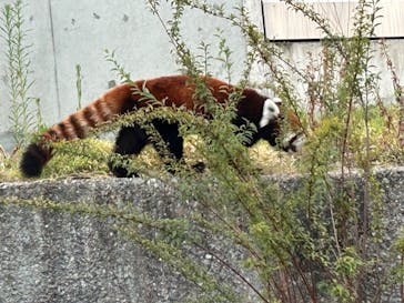 名古屋市東山動植物園に投稿された画像（2024/8/13）