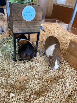 Moff animal cafe 小田原ダイナシティ店に投稿された画像（2024/8/13）