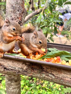 那須どうぶつ王国に投稿された画像（2024/8/13）