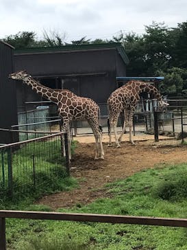 東北サファリパークに投稿された画像（2024/8/13）