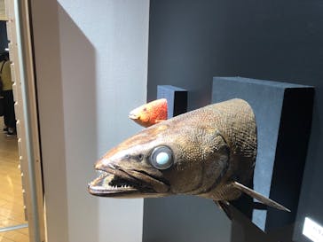 ギョギョッとサカナ★スター展　～お魚たちが教えてくれる海のこと～に投稿された画像（2024/8/13）