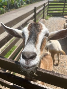 美らヤシパークオキナワ・東南植物楽園に投稿された画像（2024/8/13）